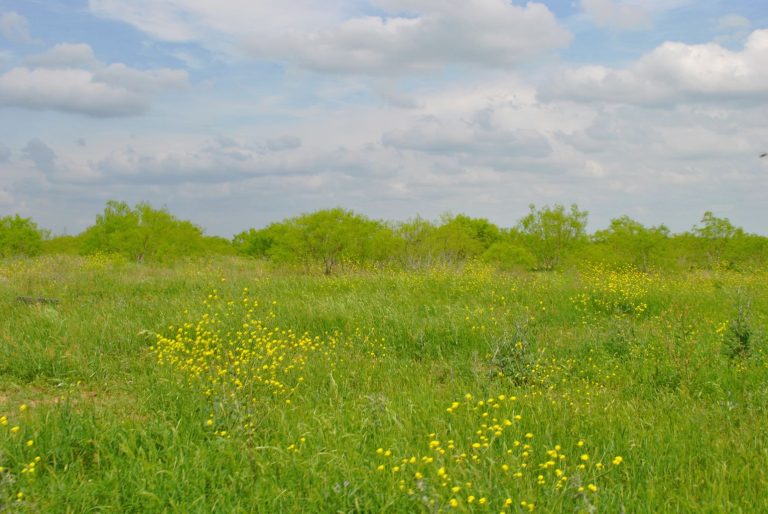 Photo of tallgrass prairie